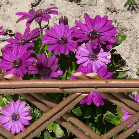 Karia 度假居 莱夫基米