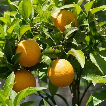 Σπίτι διακοπών Karia *