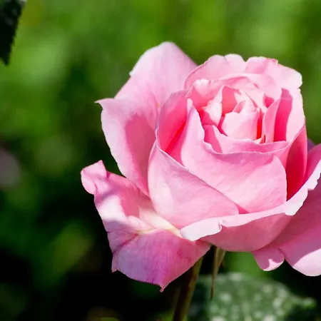 Karia Λευκίμμη