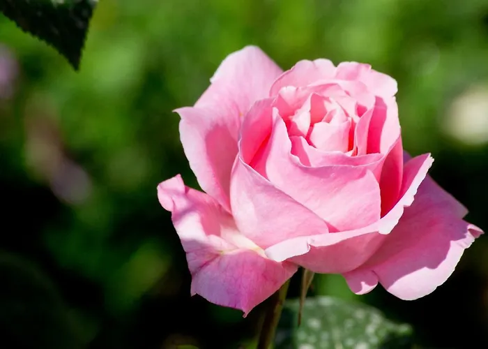 Karia Lefkimmi (Corfu)